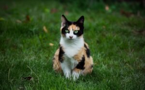 Calico cat face with white, brown and black fur and green eyes closeup and sitting on Grass